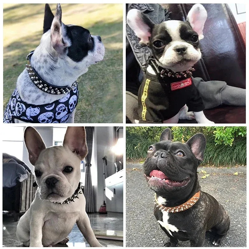 DailyPaw Pro — Adjustable Everyday Collar